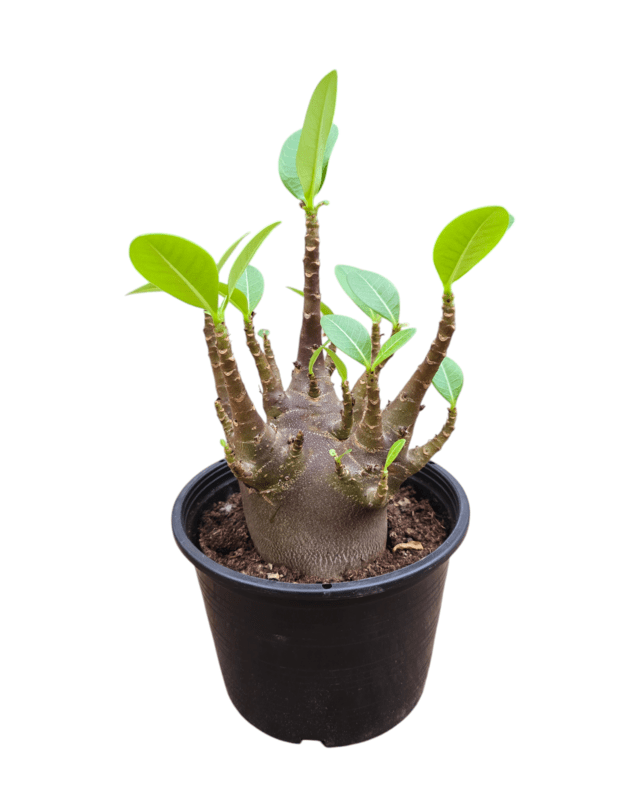 Adenium arabicum 2