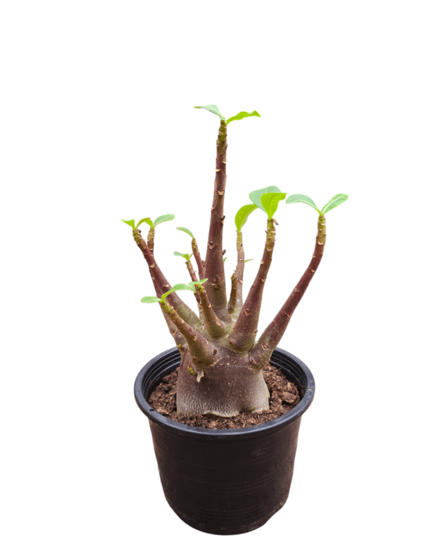 Adenium arabicum 2