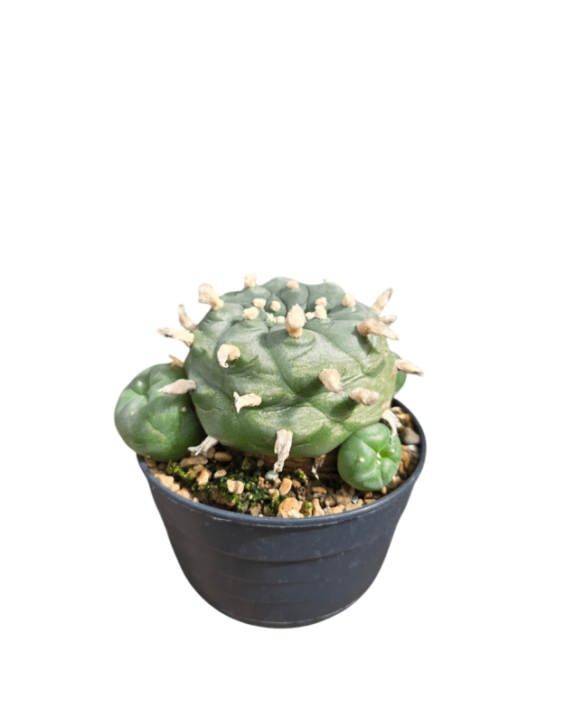 Lophophora diffusa