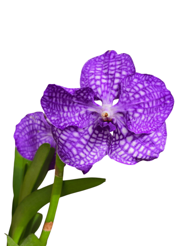Vanda 1