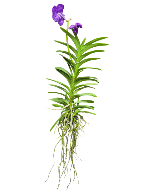 Vanda