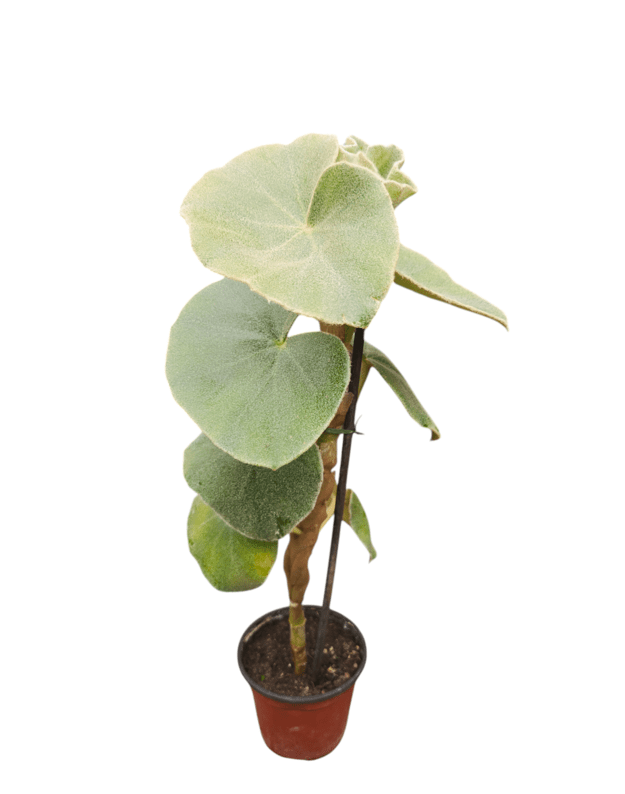 Begonia venosa