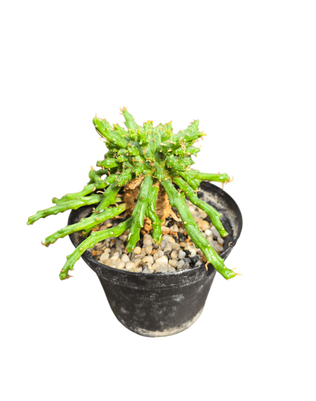 Euphorbia pugniformis