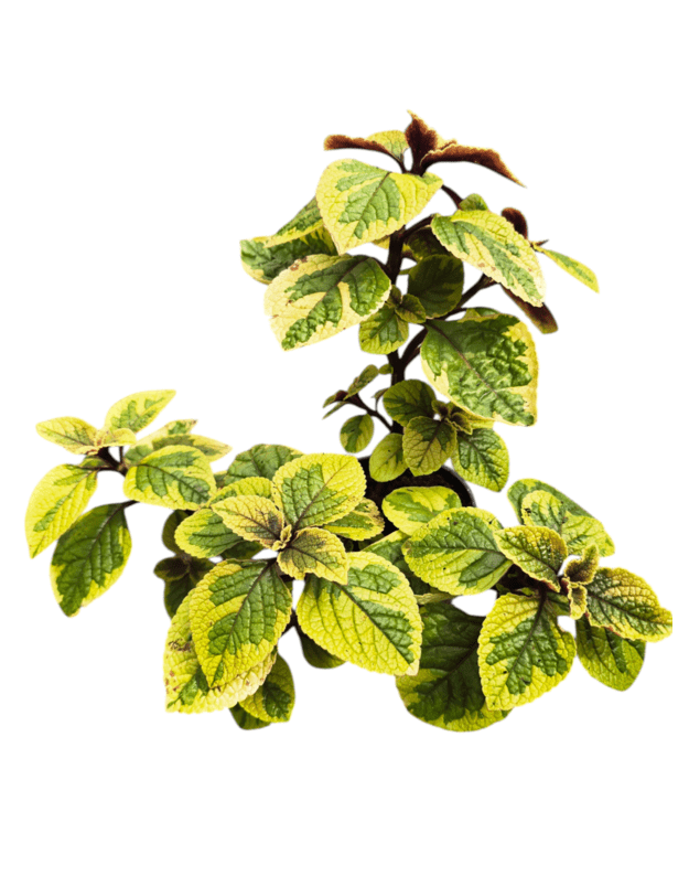 Plectranthus oertendahlii limelight