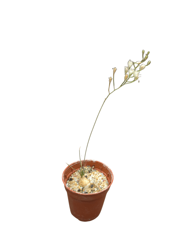 Ornithogalum sardienii mini form
