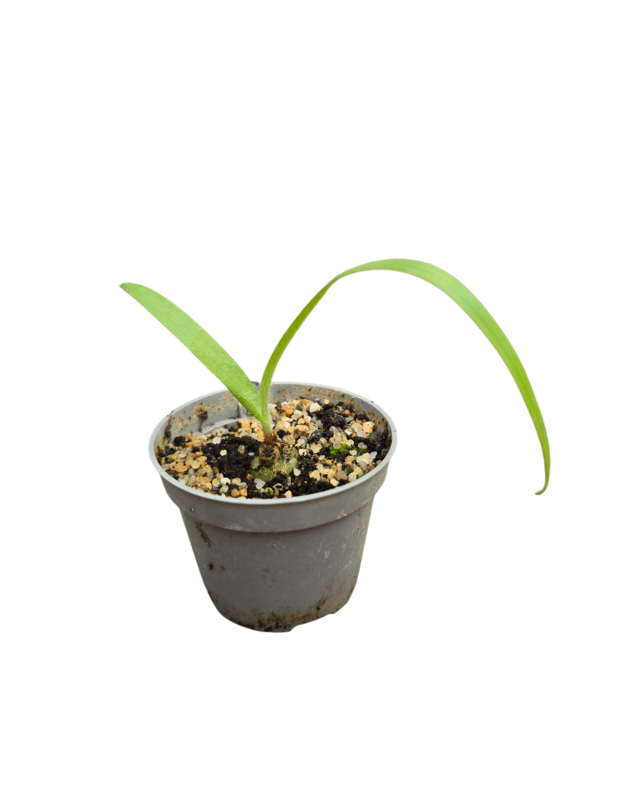 Ornithogalum hispidum