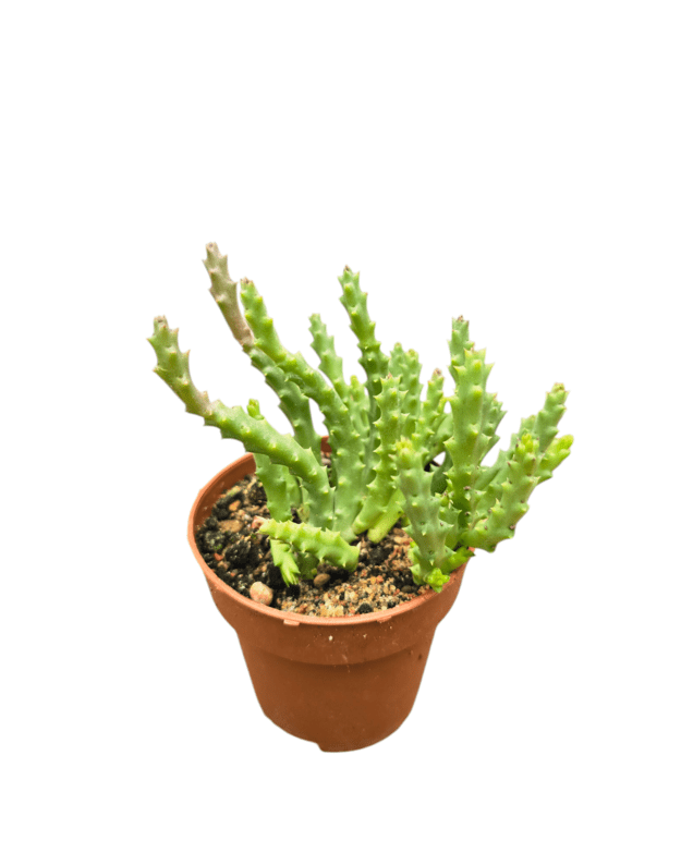 Stapelia sp.