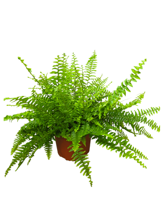 Nephrolepis exaltata green lady