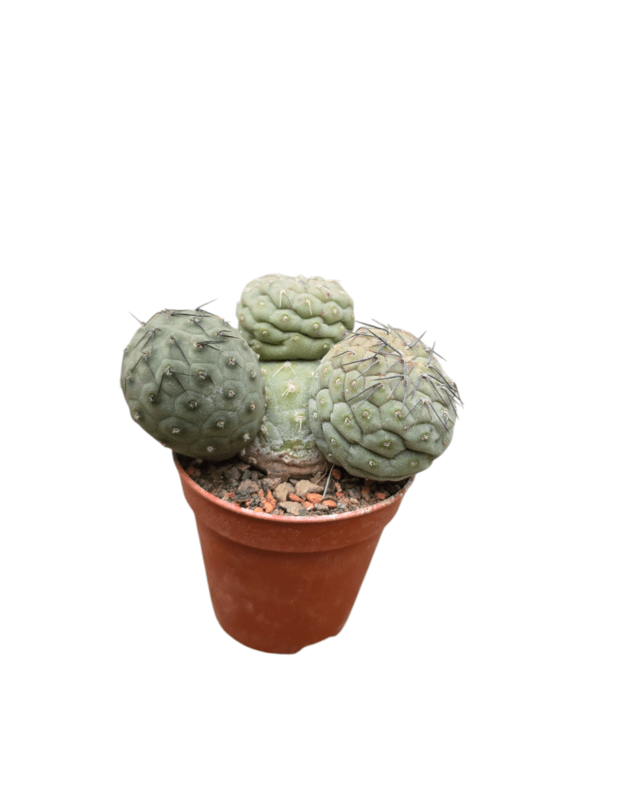 Tephrocactus geometricus 10