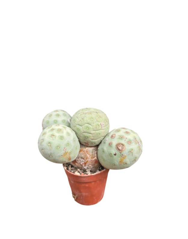 Tephrocactus geometricus 10