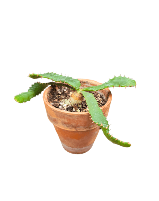 Euphorbia stellata