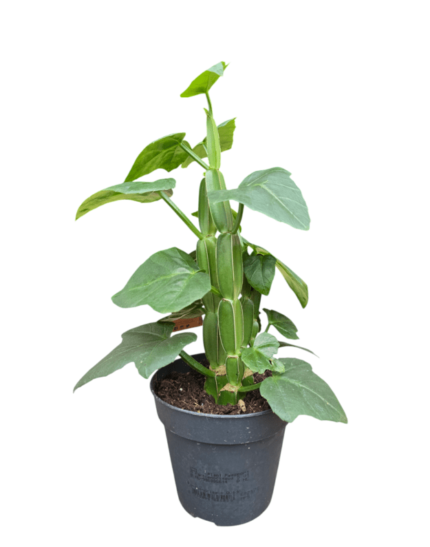 Parthenocissus quadrangularis