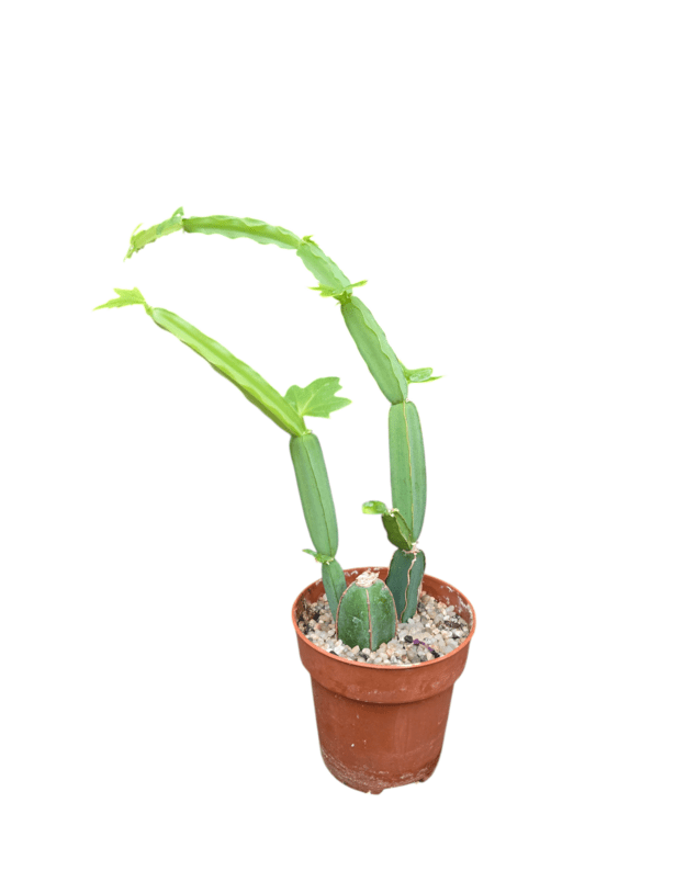 Cissus quadrangularis