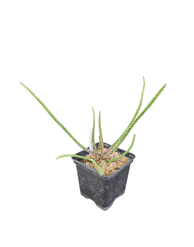 Aloe delicatifolia