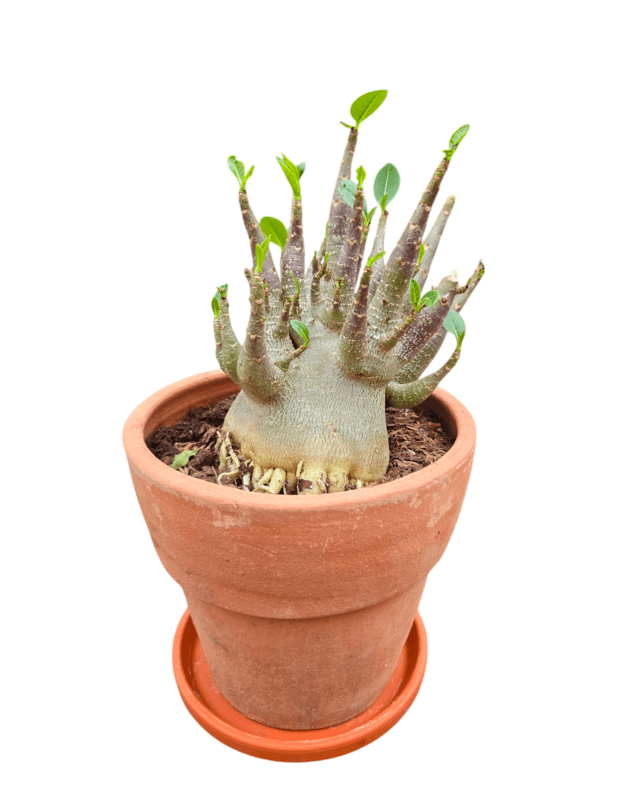 Adenium arabicum 11 (keraminis vazonas+lėkštutė)