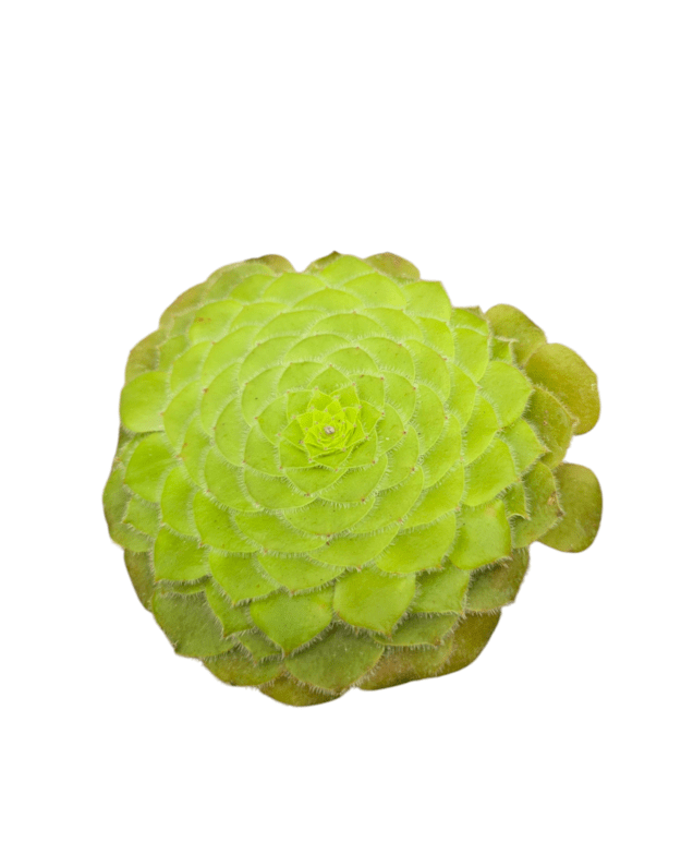 Aeonium tabuliforme