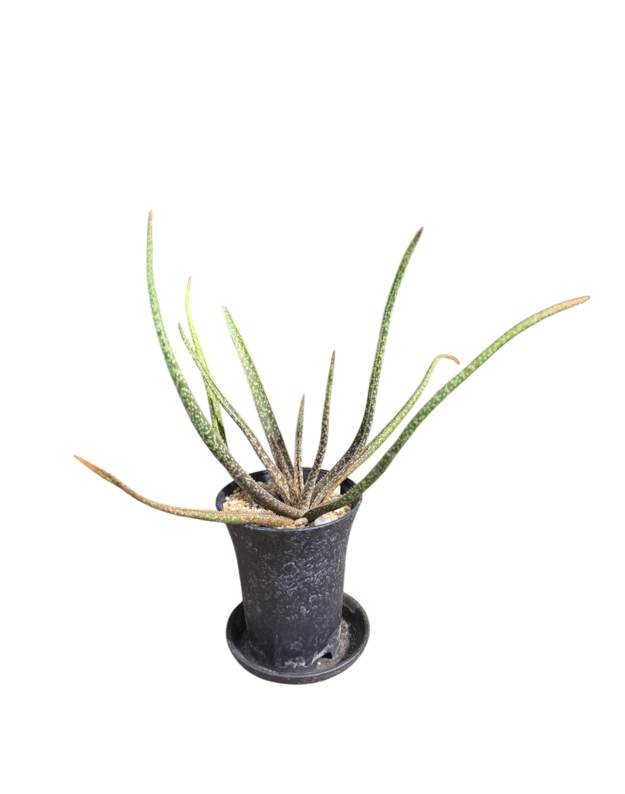 Aloe albiflora