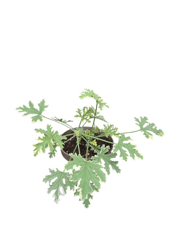 Geranium scented mint