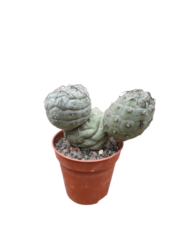 Tephrocactus geometricus 12