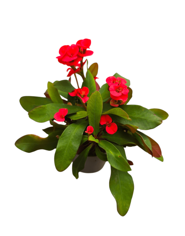 Euphorbia milii 