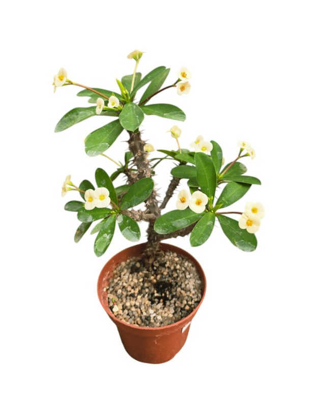 Euphorbia milii (balta)
