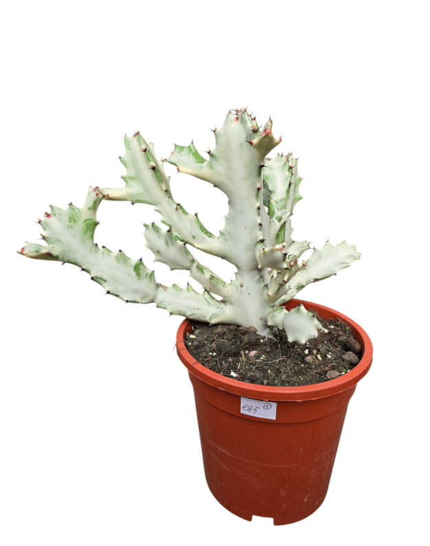 Euphorbia lactea white ghost 1