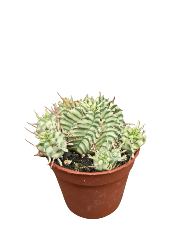Euphorbia meloformis variegata