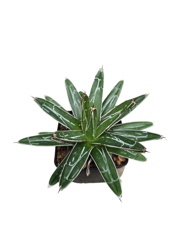 Agave victoria reginae compacta