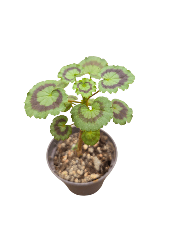 Pelargonium friesdorf