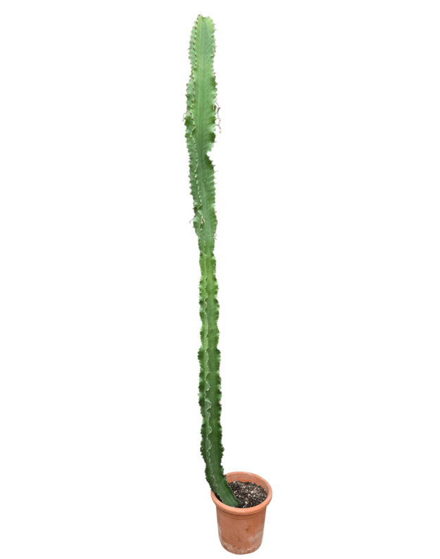 Euphorbia ingens