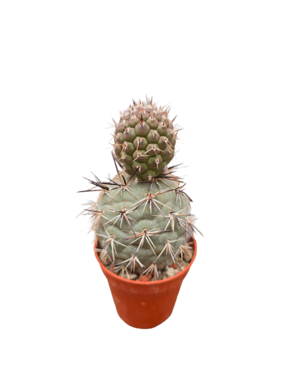 Tephrocactus geometricus