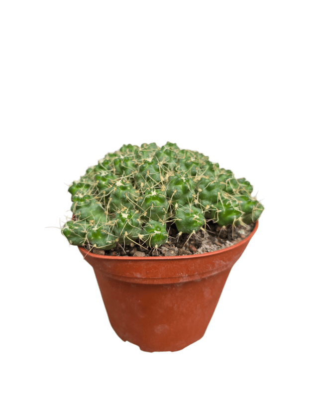 Puna subterranea v. incahuasi