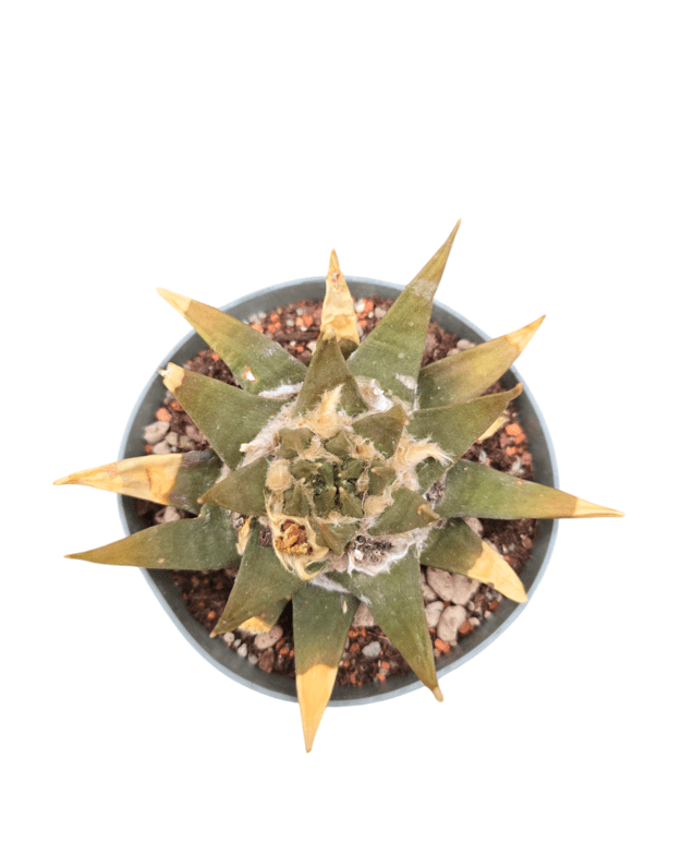 Ariocarpus trigonus elongatus