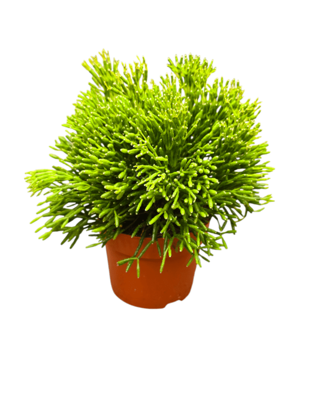Rhipsalis hatiora 