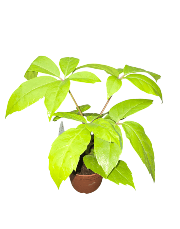 Schefflera actinophylla golden amate