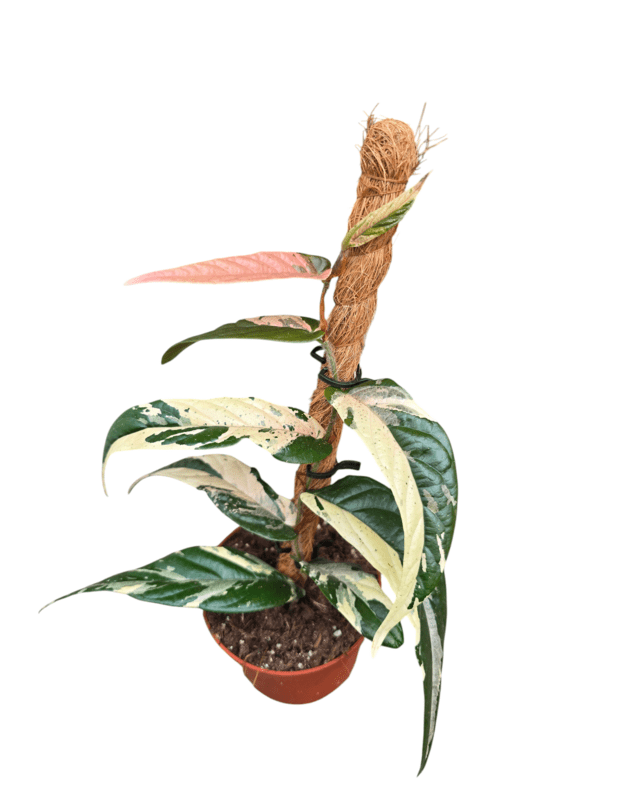 Ficus sagittata pink variegata