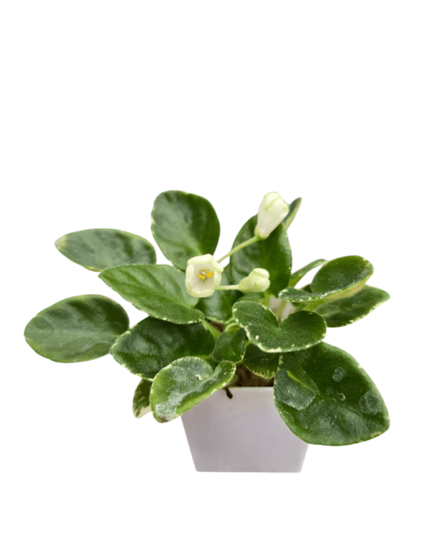 Saintpaulia snowdrop
