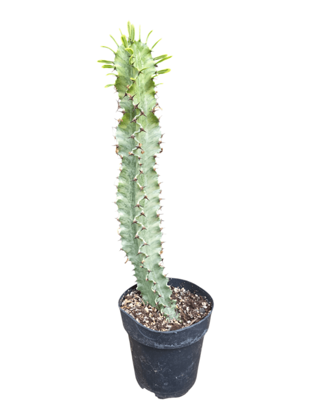 Euphorbia ingens variegata