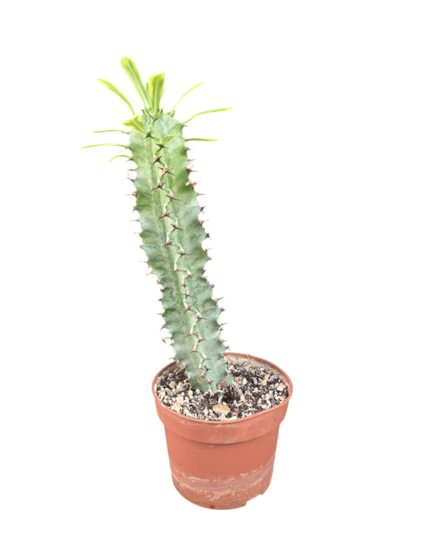 Euphorbia ingens variegata