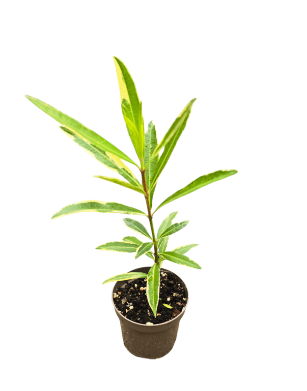 Nerium oleander variegata
