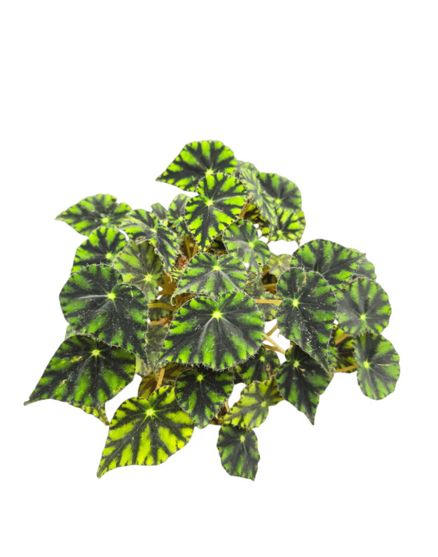 Begonia china doll
