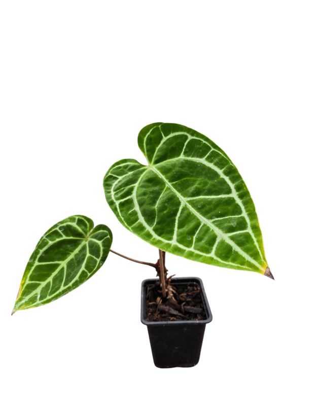 Anthurium sp.