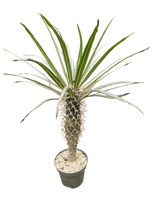 Pachypodium geayi 