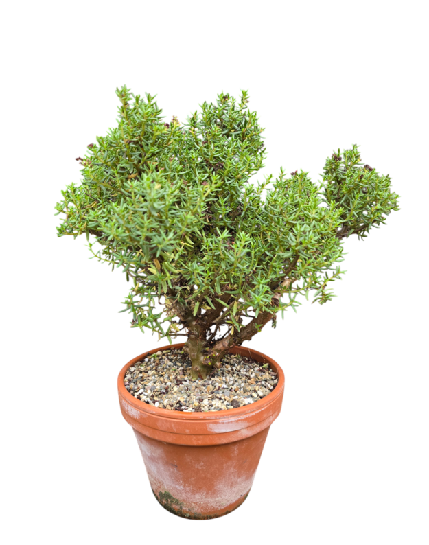 Crassula sarcocaulis