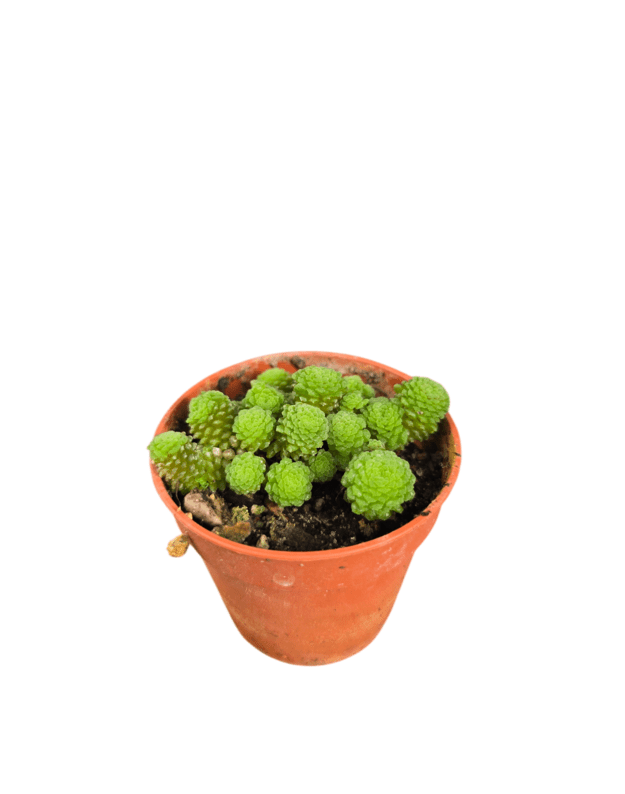 Monanthes polyphylla