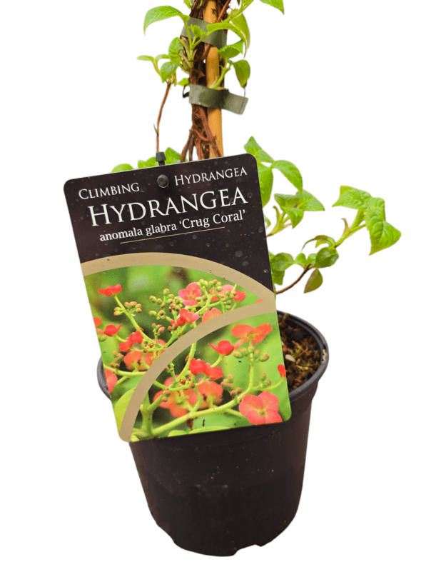 Hydrangea anomala glabra crug coral