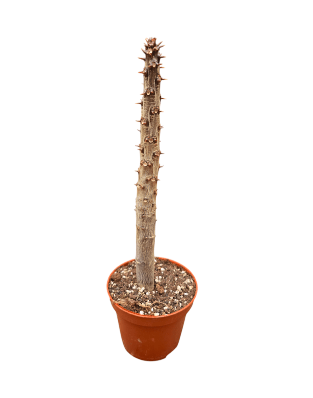 Pachypodium rutenbergianum