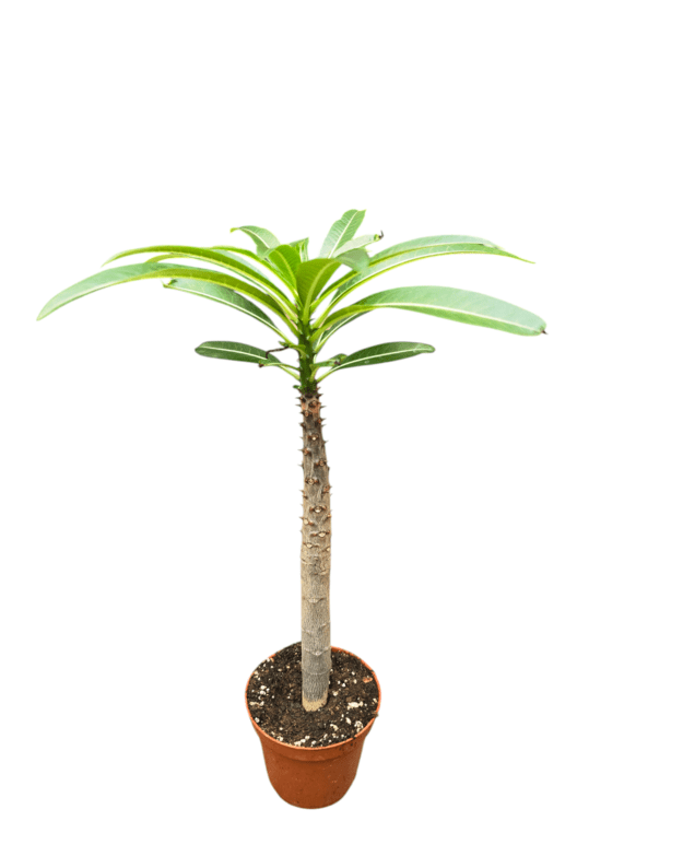 Pachypodium rutenbergianum