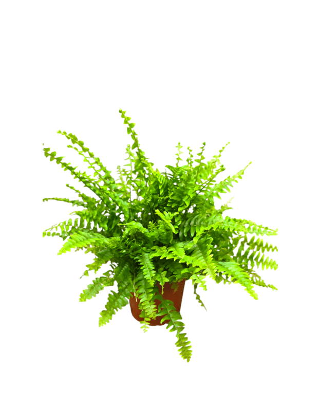 Nephrolepis exaltata green lady