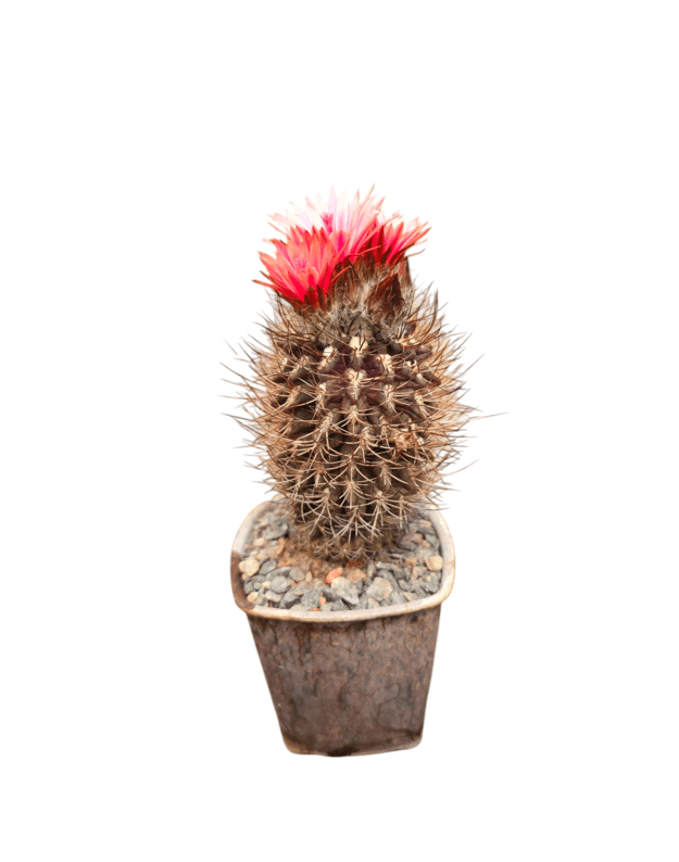 Neochilenia residua